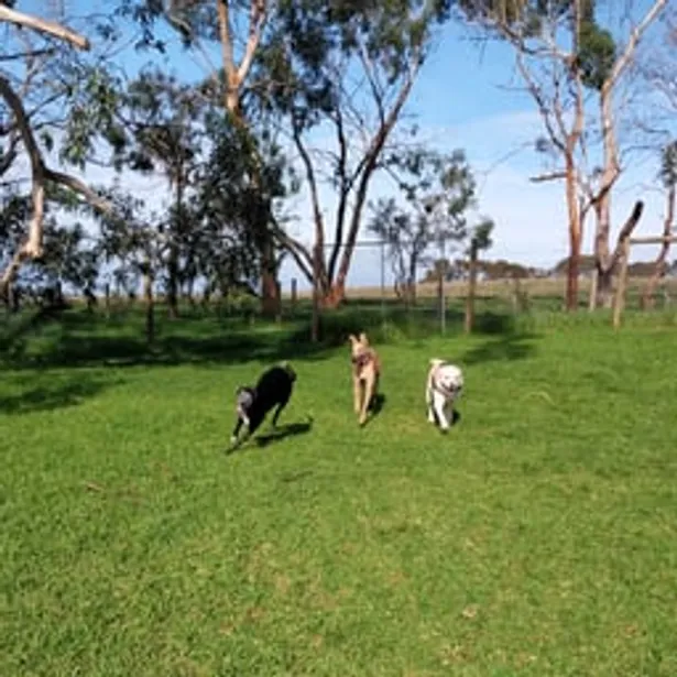 Phillip Island Kennels & Cattery Gallery Image
